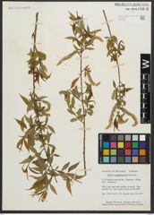 Foto von Salix amygdaloides Andersson